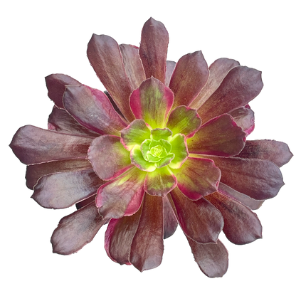 Aeonium 'Eden'