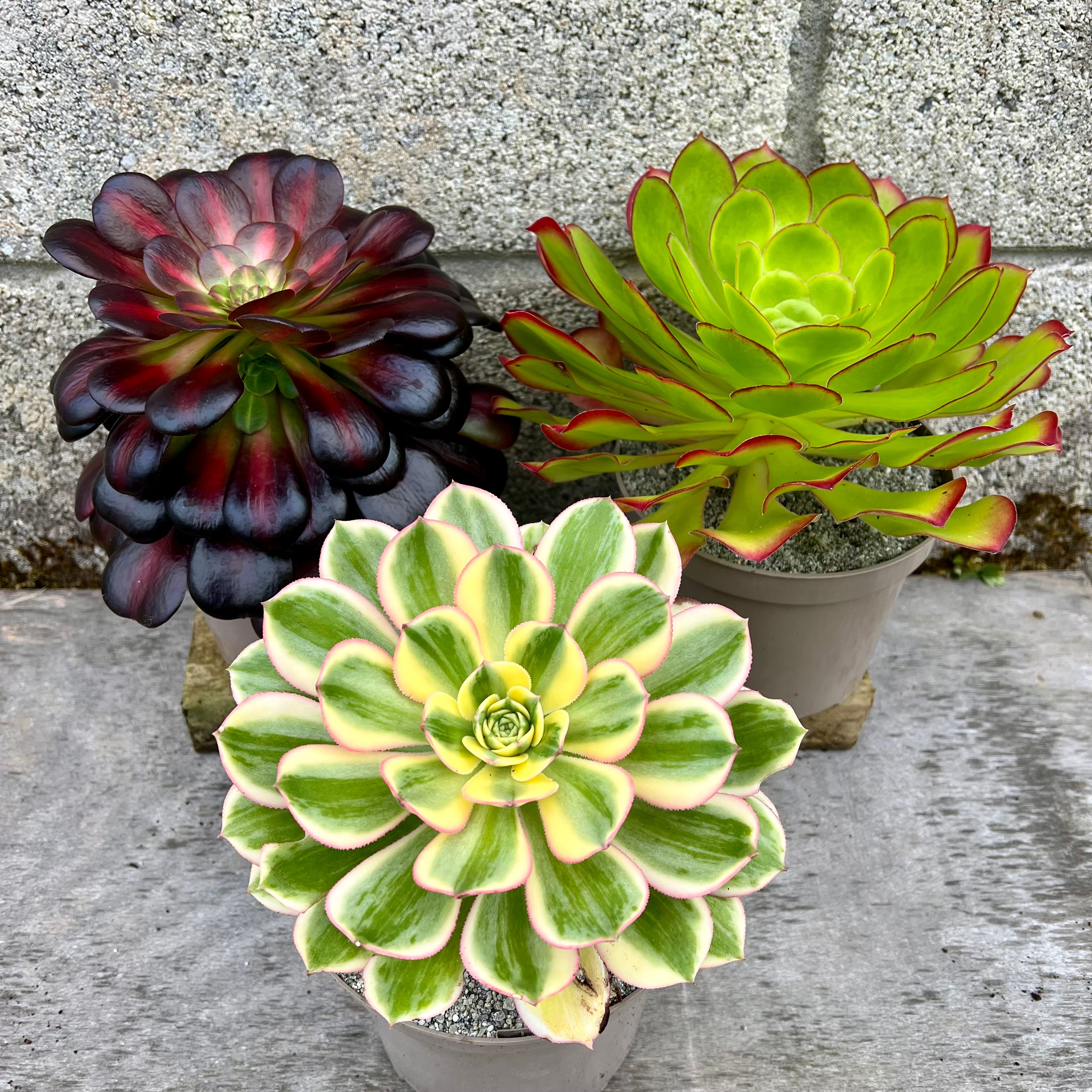 アエオニウムお楽しみセット – Surreal Succulents