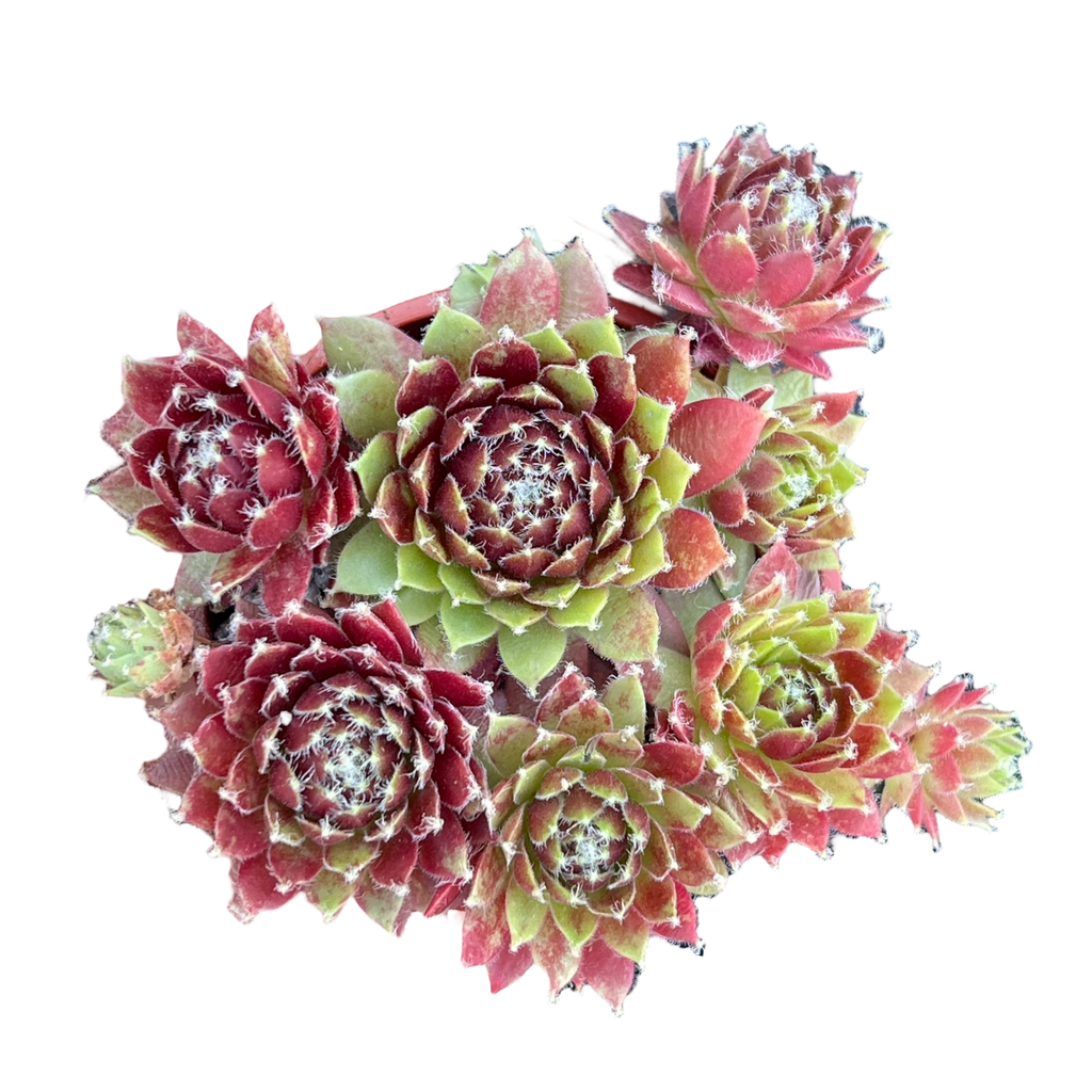 Sempervivum 'Silver Kenovel'