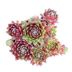Sempervivum 'Silver Kenovel'