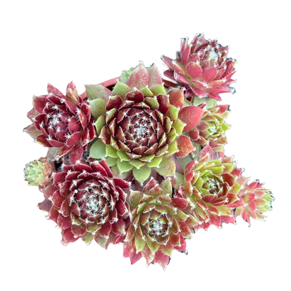 Sempervivum 'Silver Kenovel'