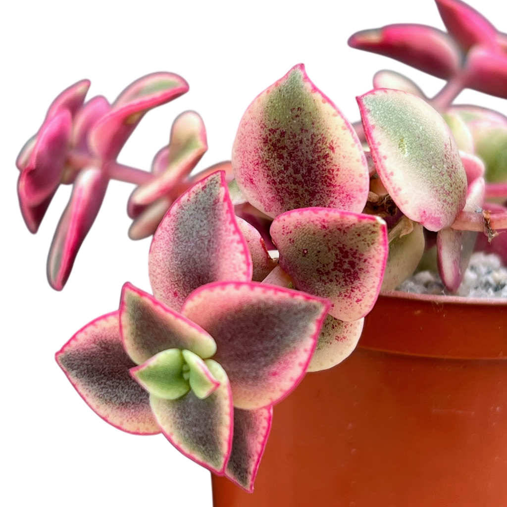 Crassula pellucida ssp. marginalis variegata