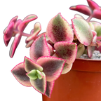 Crassula pellucida ssp. marginalis variegata