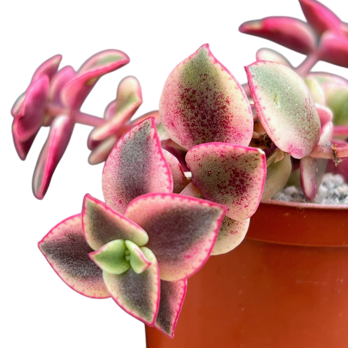 Crassula pellucida ssp. marginalis variegata