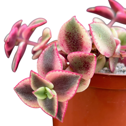 Crassula pellucida ssp. marginalis variegata