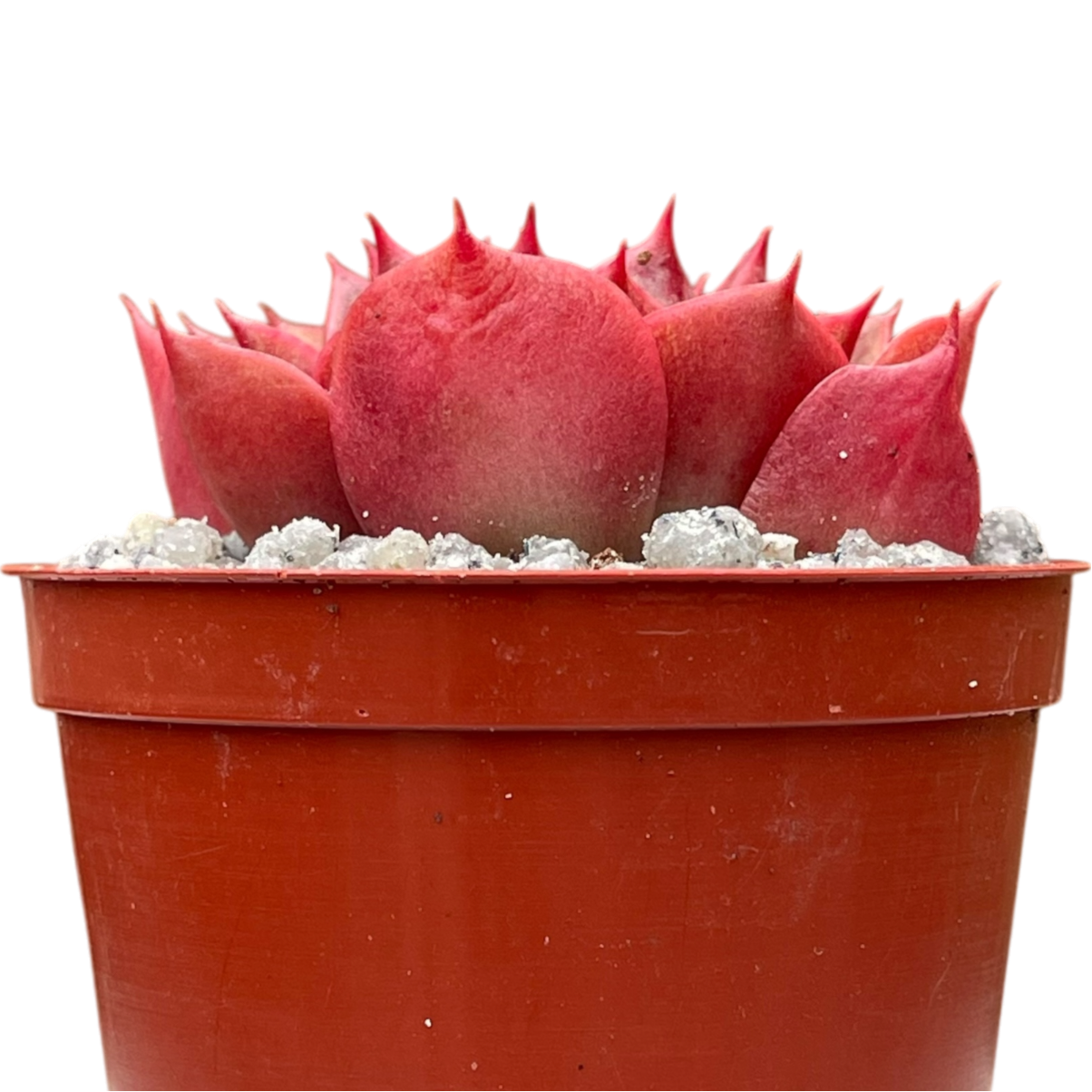 Echeveria 'Sulphur'