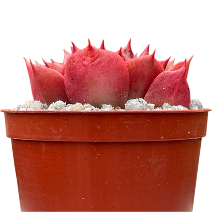Echeveria 'Sulphur'