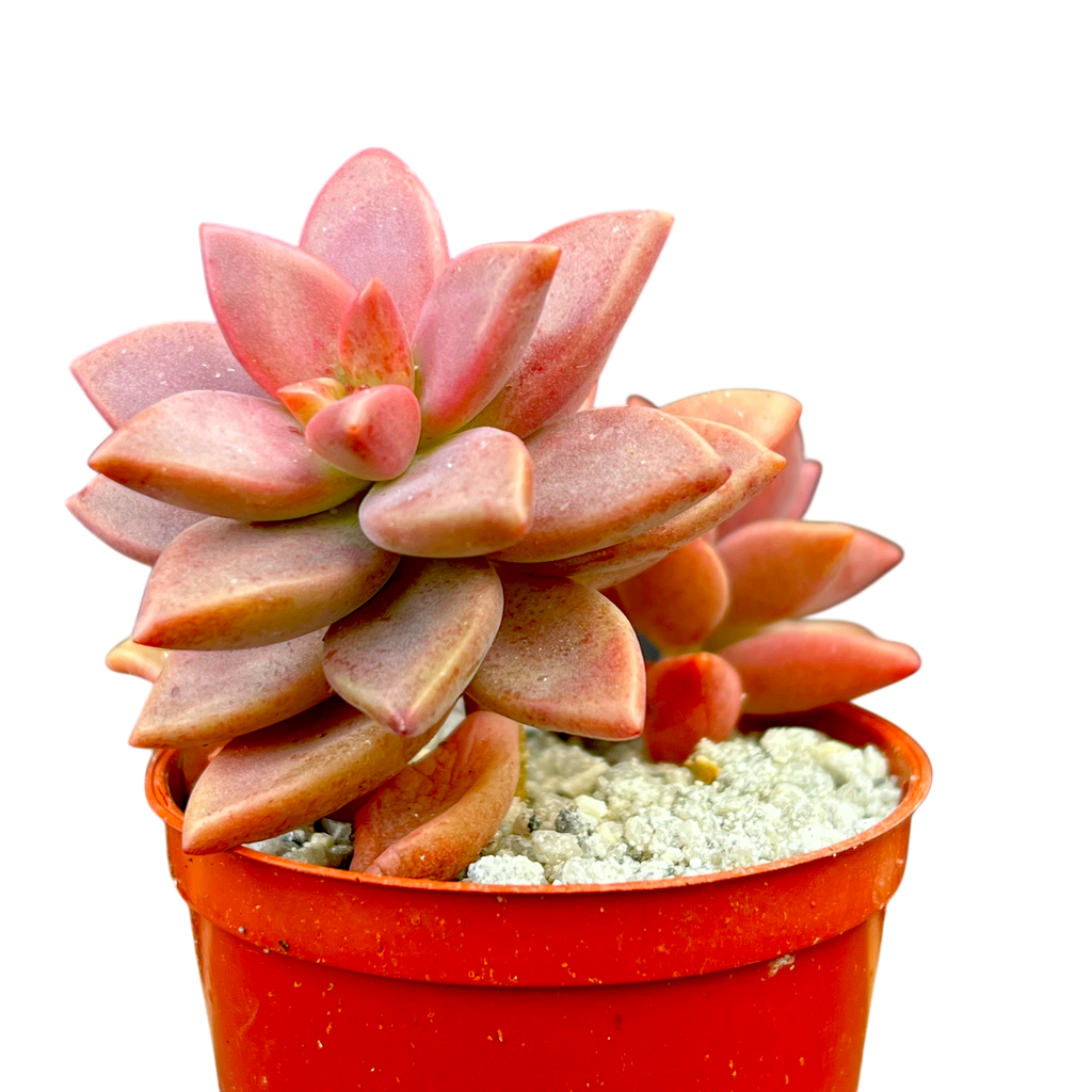 x Graptosedum 'Alpenglow'