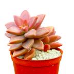 x Graptosedum 'Alpenglow'