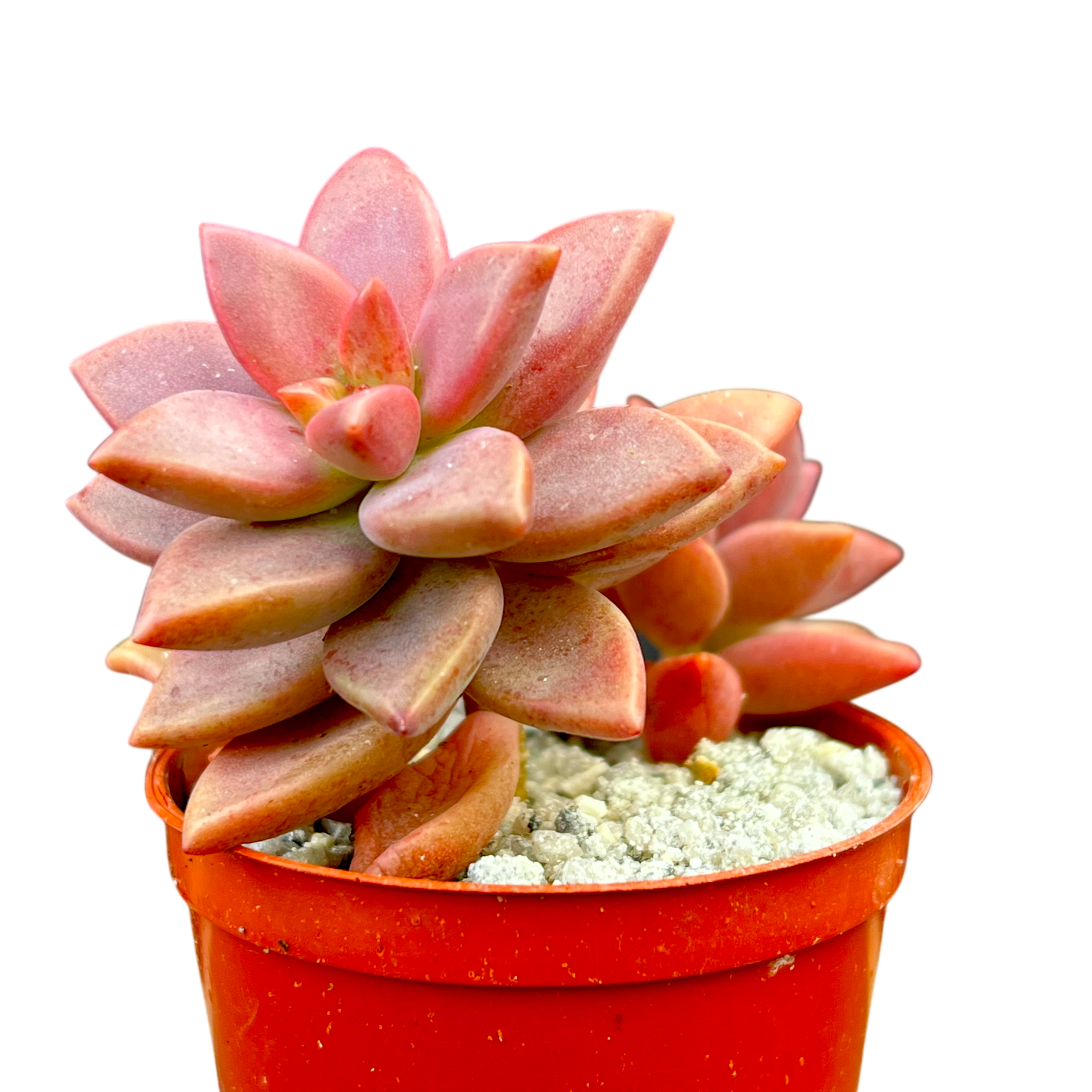 x Graptosedum 'Alpenglow'