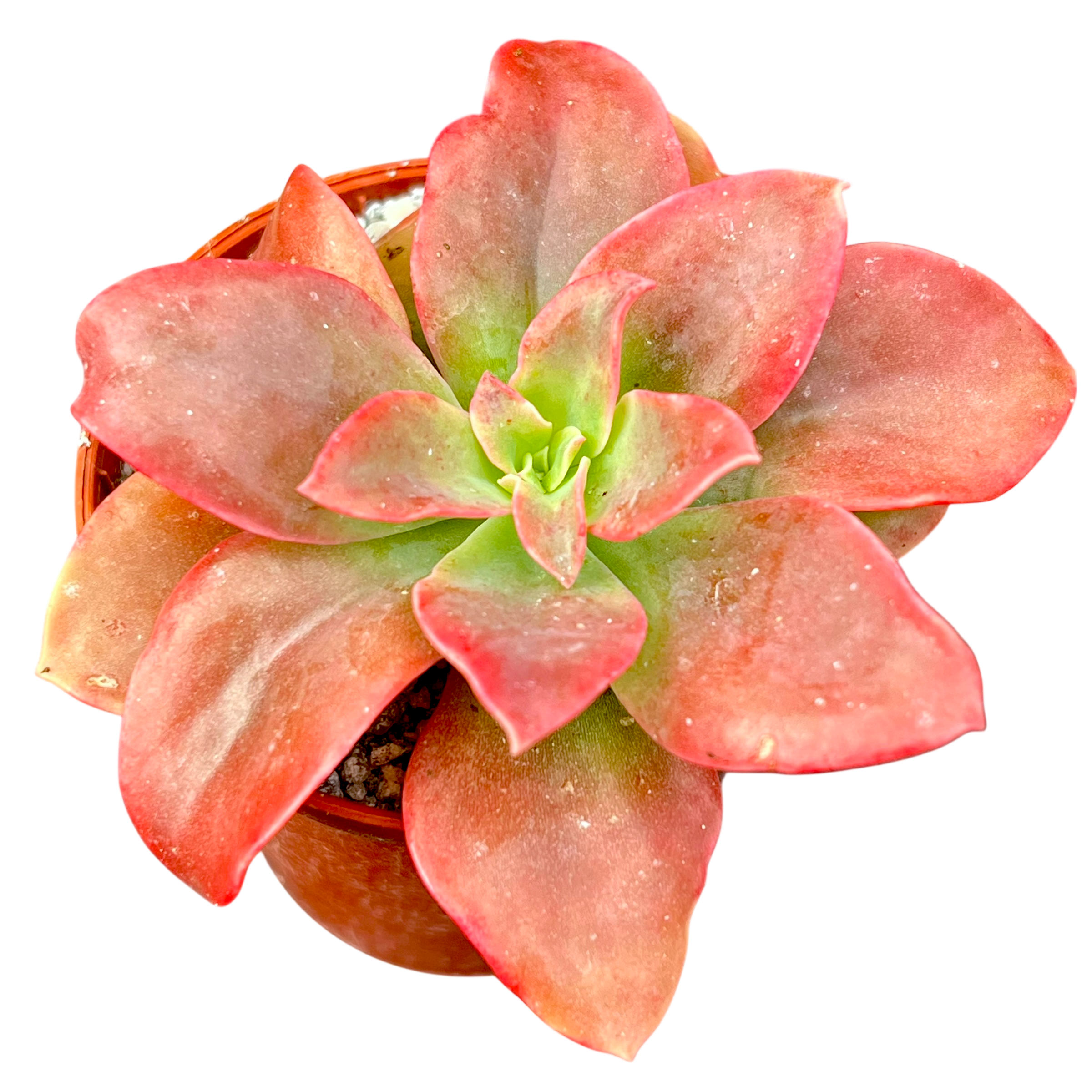 Echeveria 'Golden Towers'