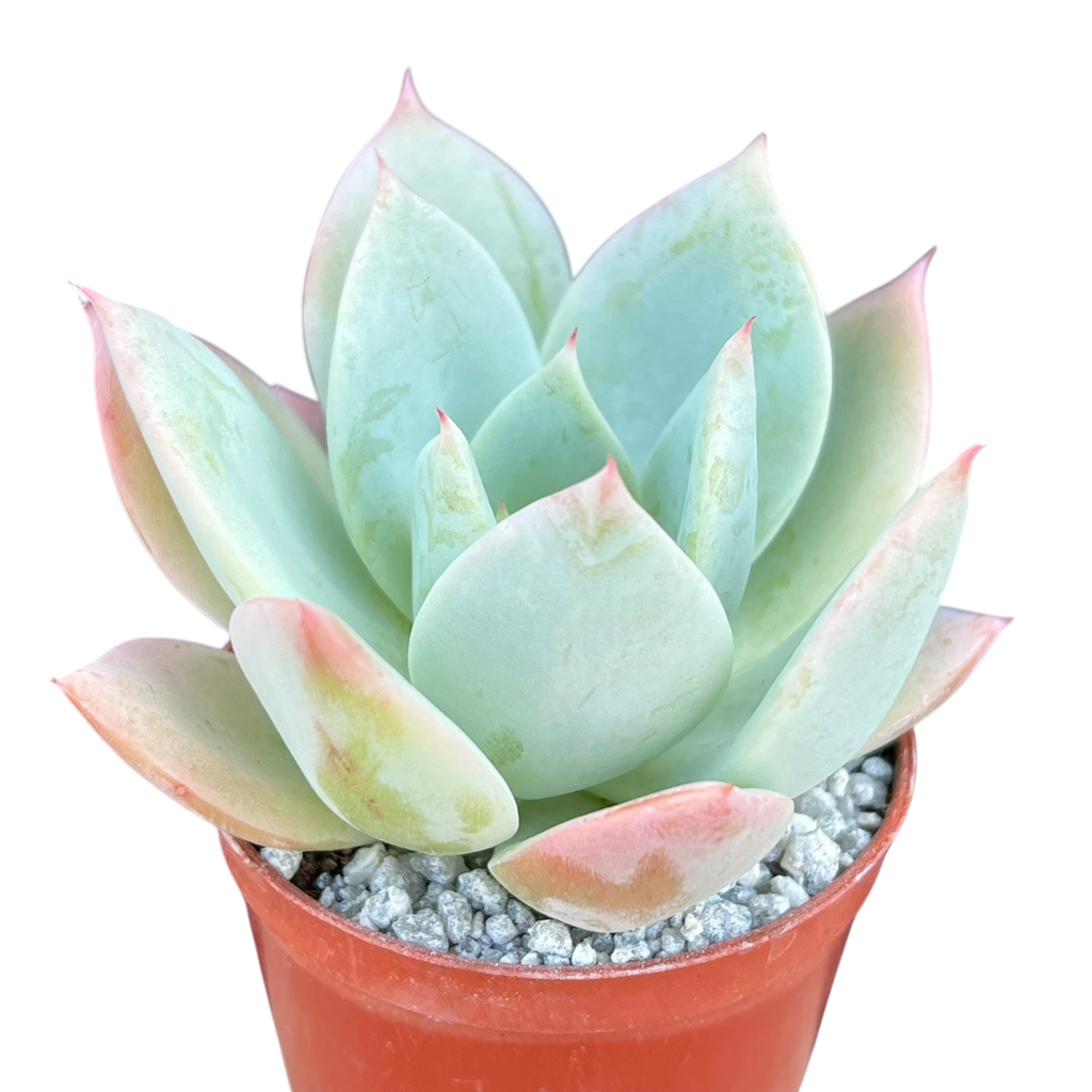 Echeveria 'Pastel Perfection'