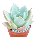 Echeveria 'Pastel Perfection'