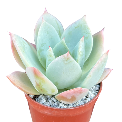 Echeveria 'Pastel Perfection'