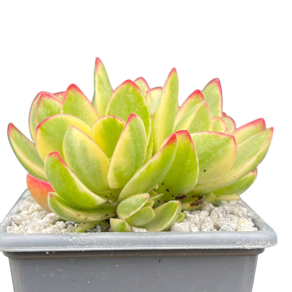 Crassula 'Money Maker' variegata