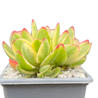 Crassula 'Money Maker' variegata