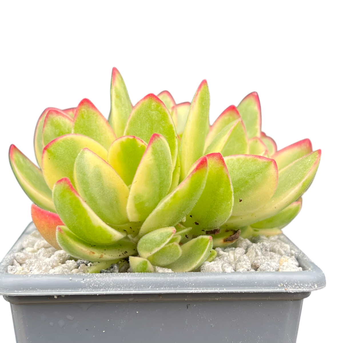 Crassula 'Money Maker' variegata