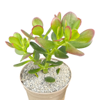 Crassula ovata | Jade Plant