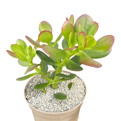 Crassula ovata | Jade Plant