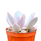 Graptopetalum 'Korayrochi'