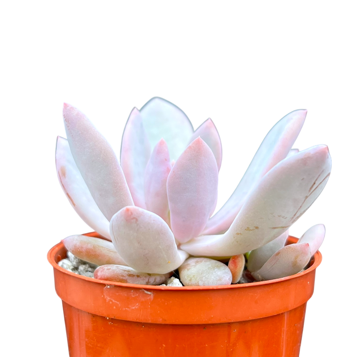 Graptopetalum 'Korayrochi'