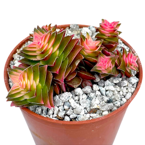 Crassula capitella ssp. thyrsiflora variegata