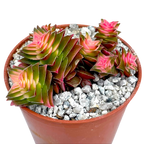 Crassula capitella ssp. thyrsiflora variegata