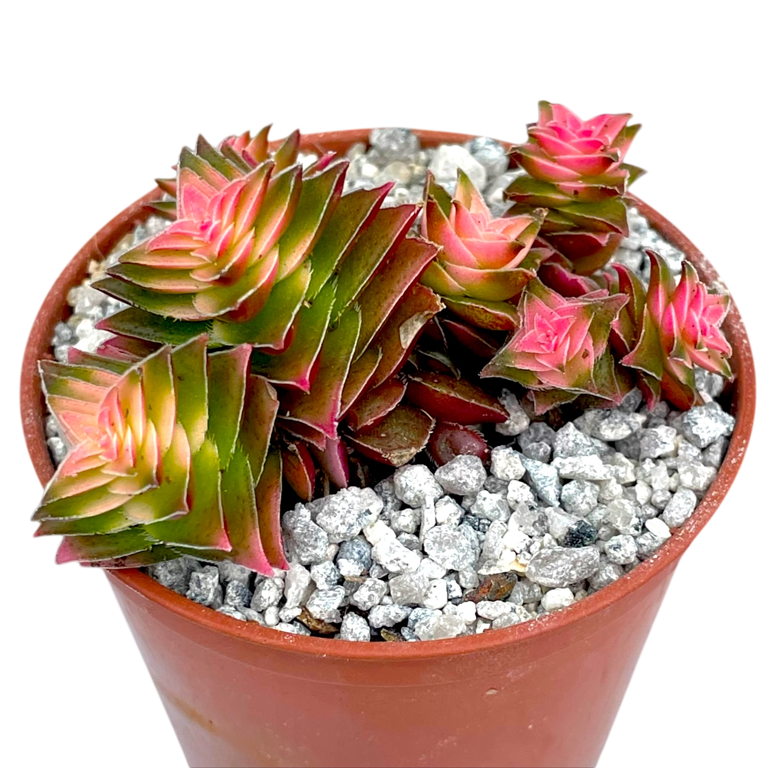 Crassula capitella ssp. thyrsiflora variegata