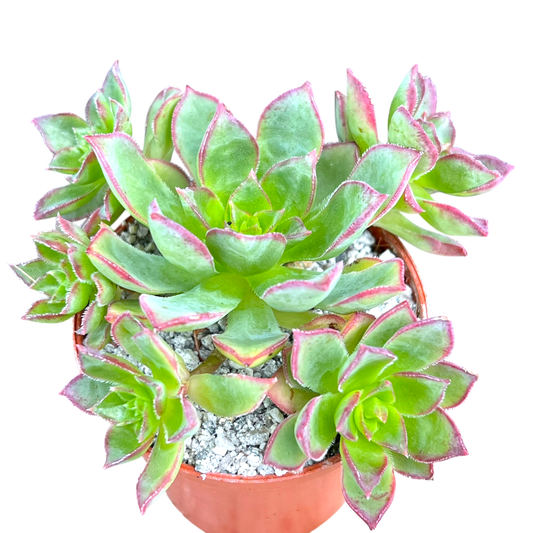 Aeonium 'Cornish Pixie'