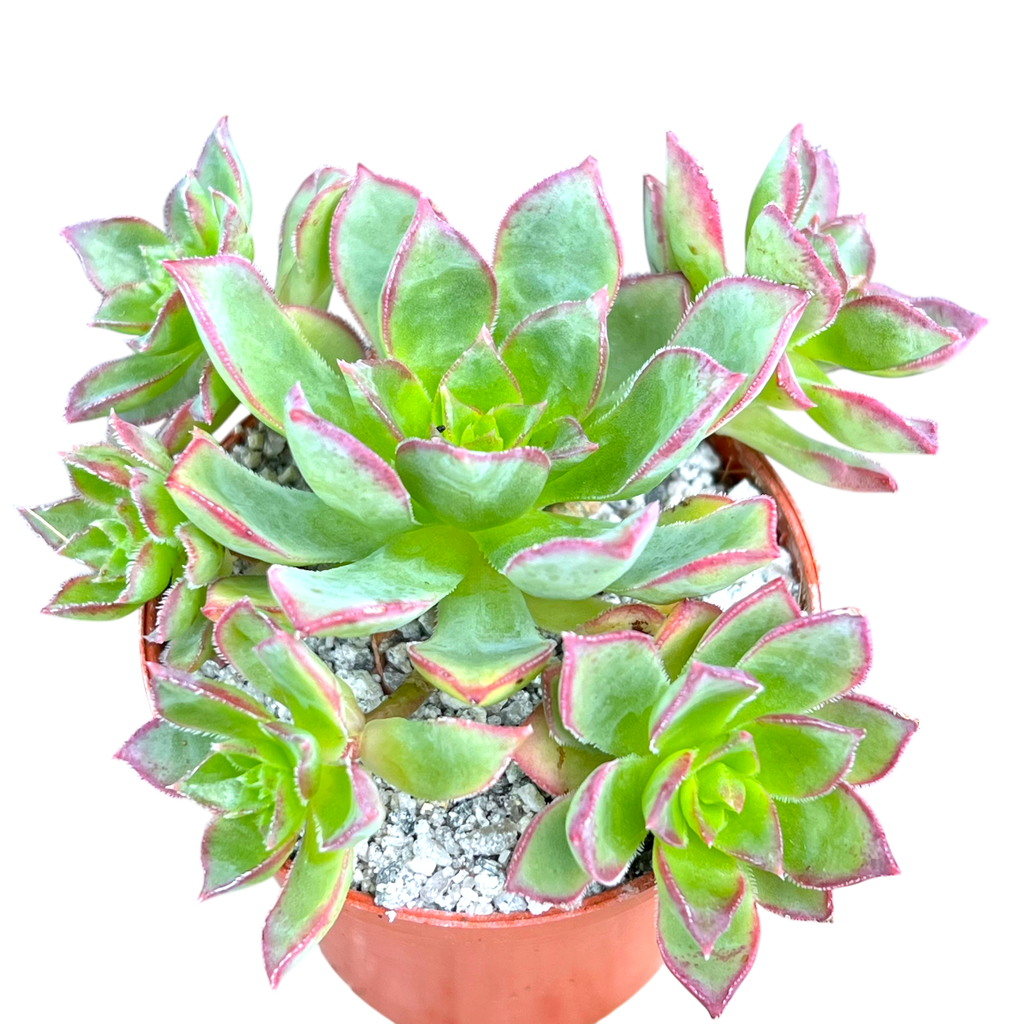 Aeonium 'Cornish Pixie'