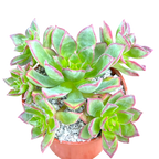 Aeonium 'Cornish Pixie'