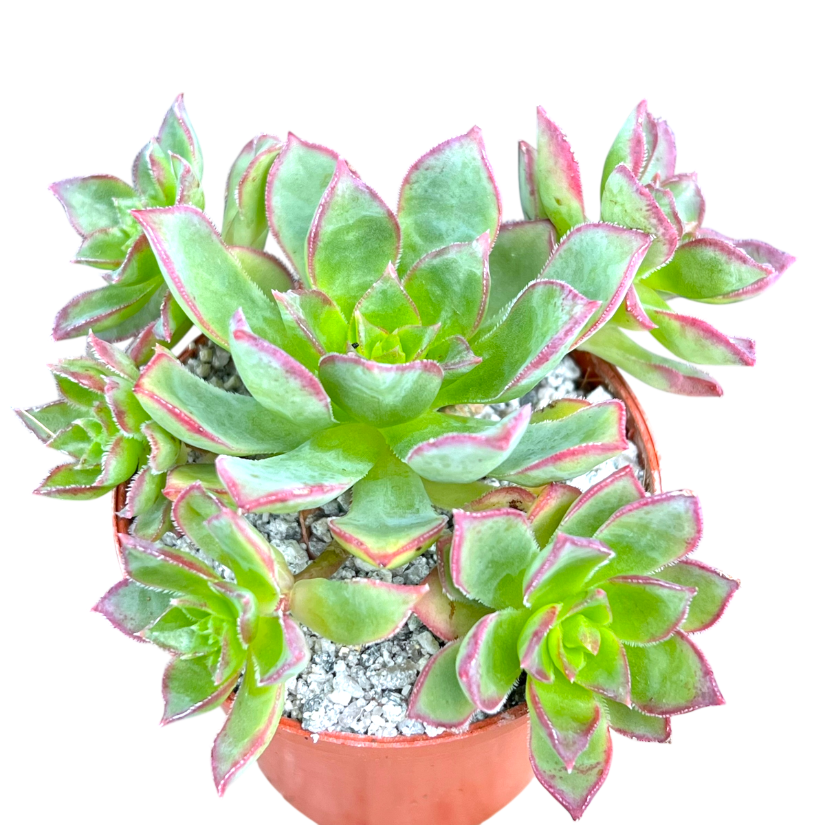 Aeonium 'Cornish Pixie'