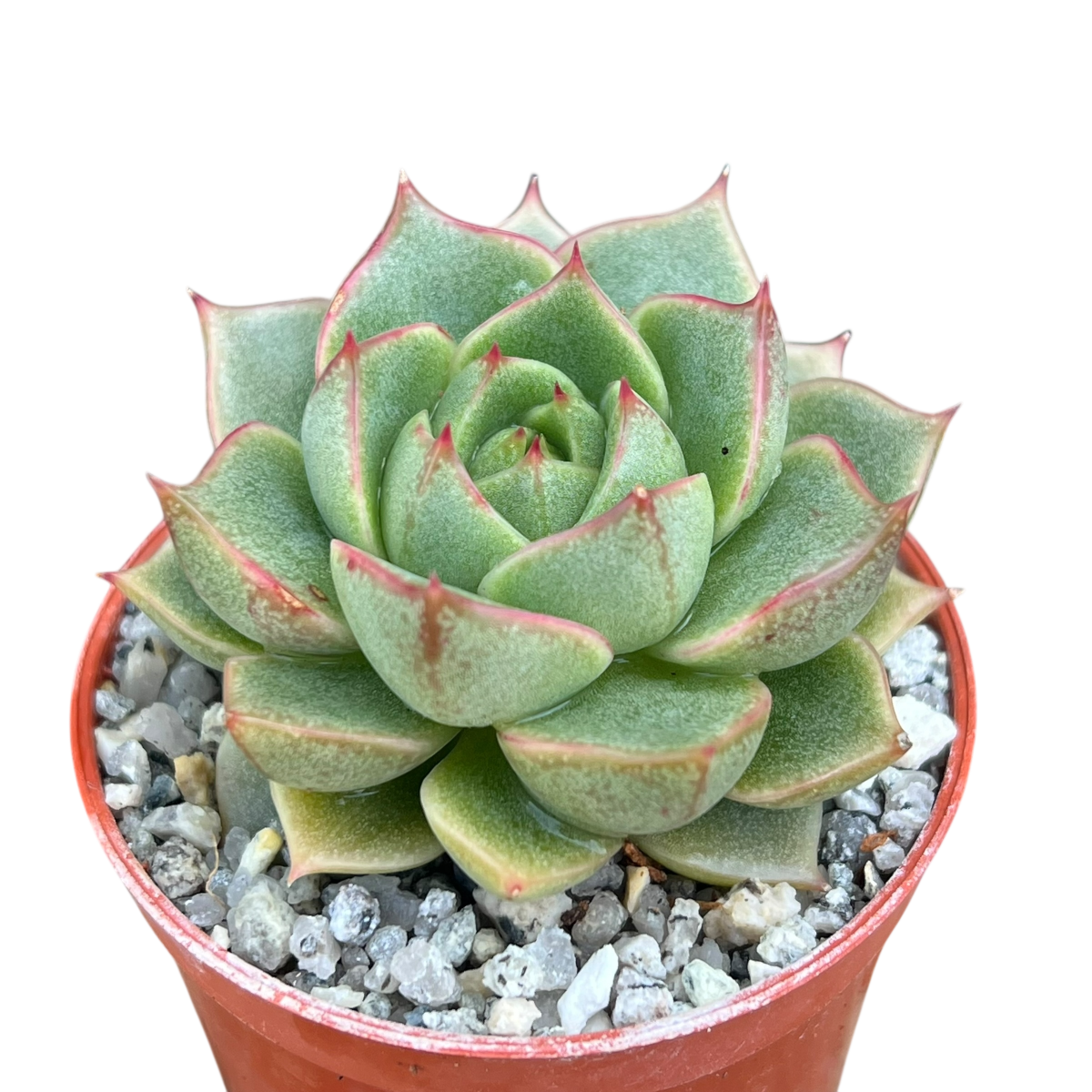 Echeveria 'Fabiola'