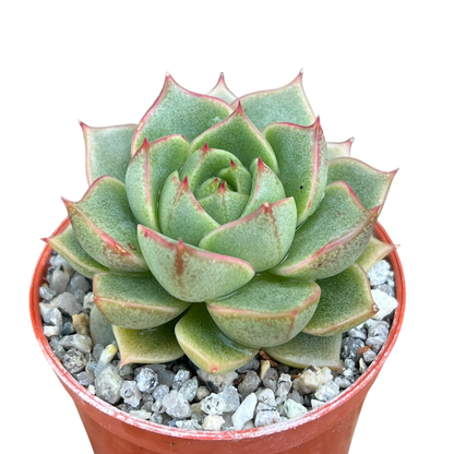 Echeveria 'Fabiola'