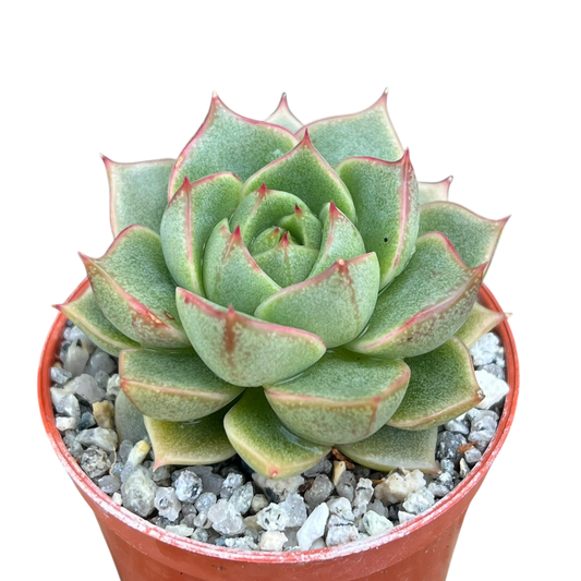 Echeveria 'Fabiola'