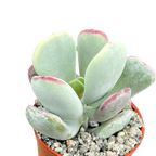 Cotyledon orbiculata | Dwarf Form