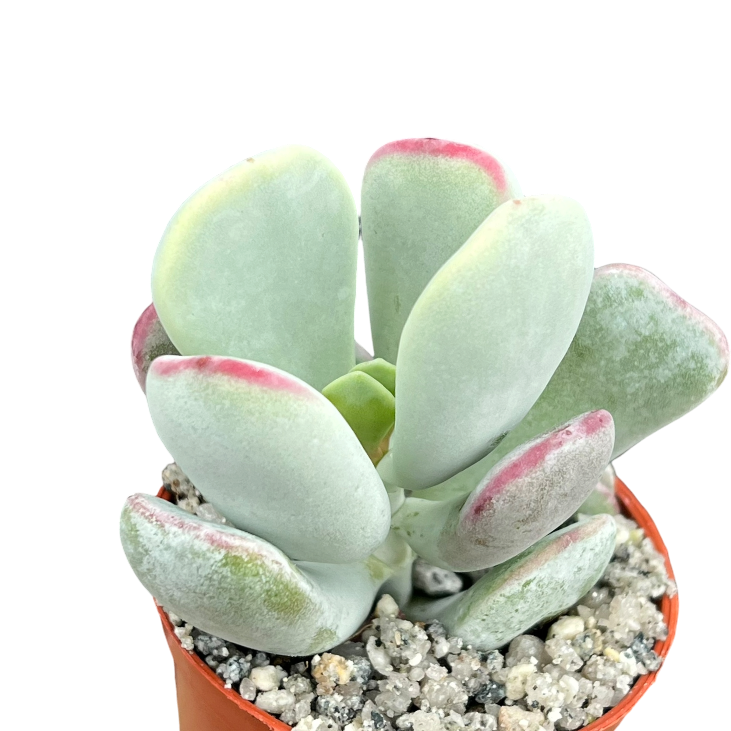 Cotyledon orbiculata | Dwarf Form