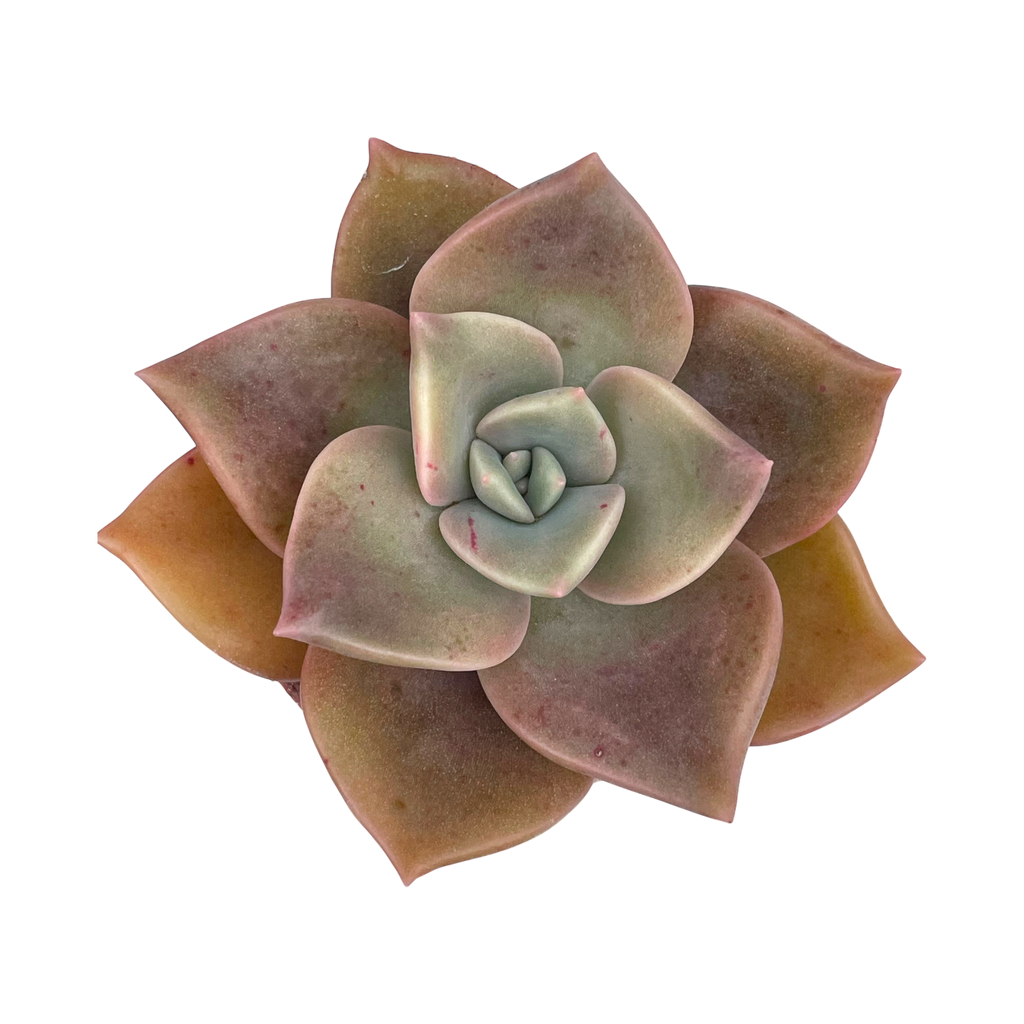 x Graptoveria 'Albert Baynes'