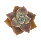 x Graptoveria 'Albert Baynes'