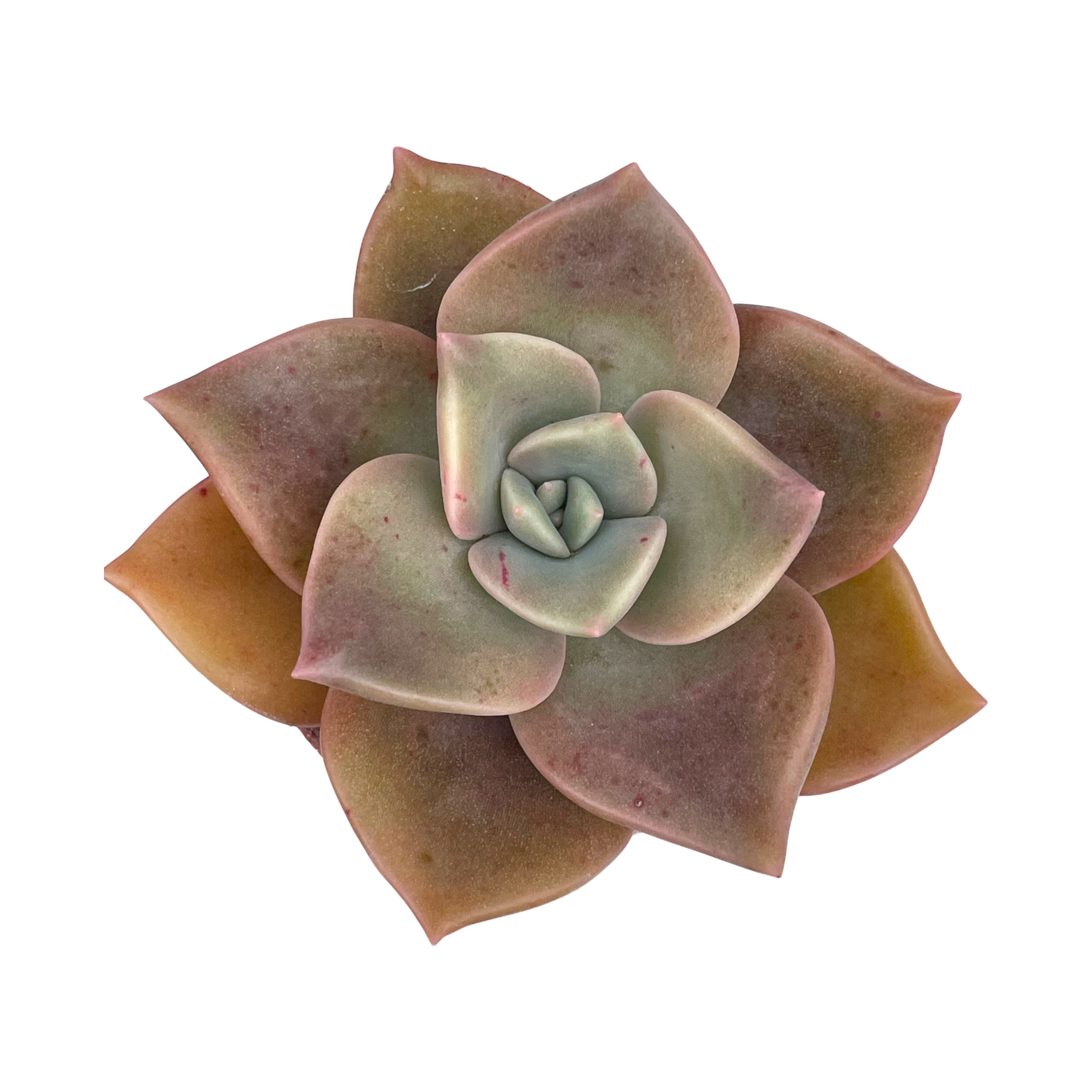 x Graptoveria 'Albert Baynes'