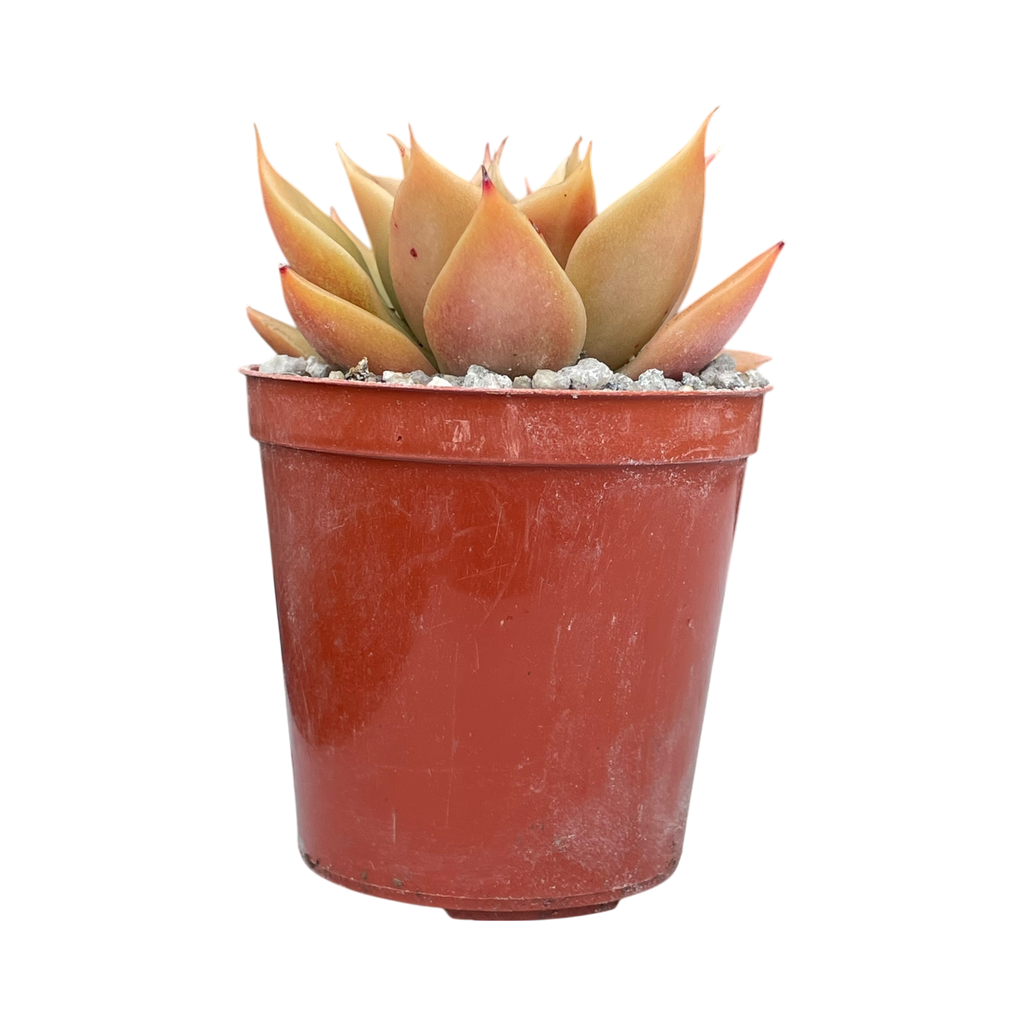 Echeveria 'Mexicano'