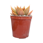 Echeveria 'Mexicano'