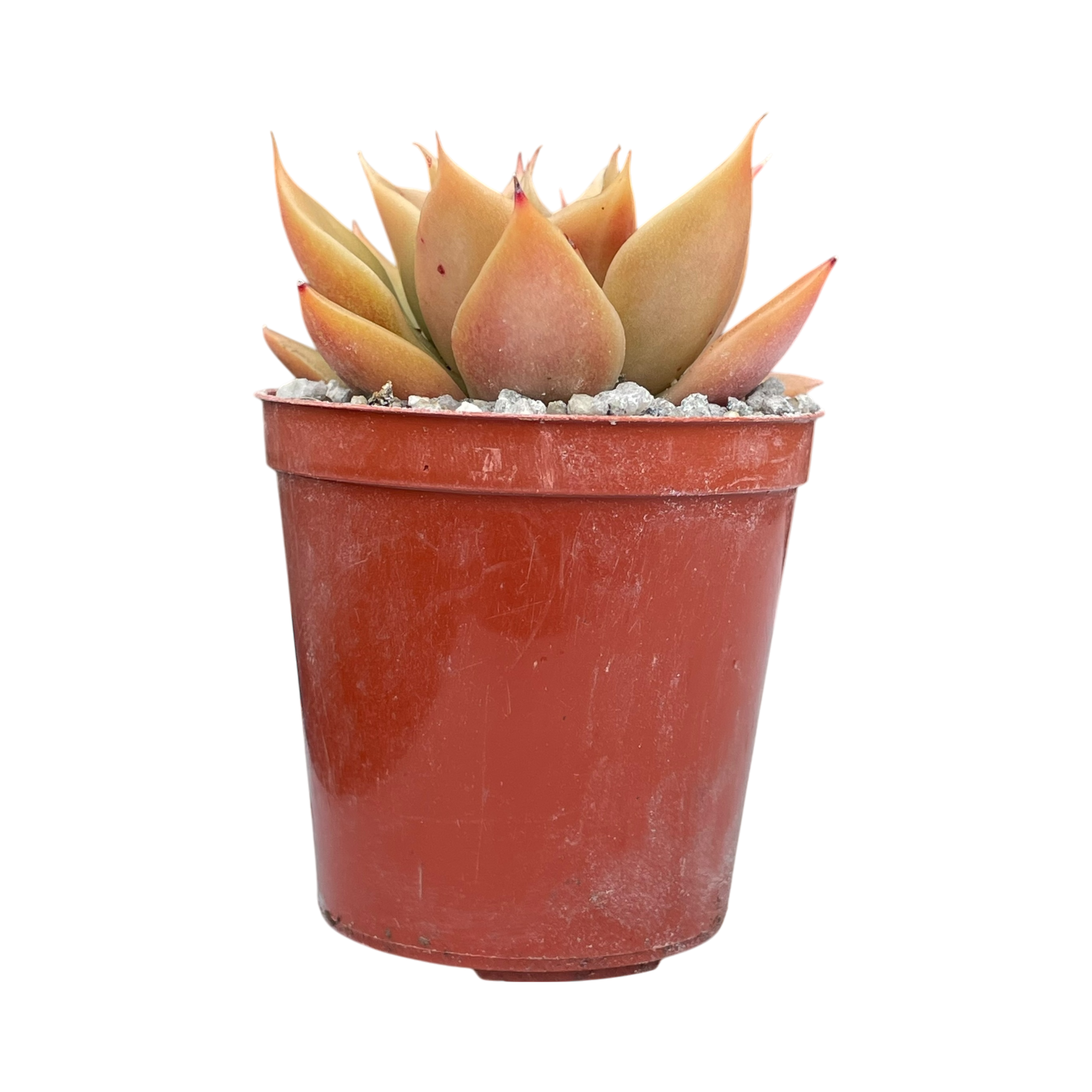 Echeveria 'Mexicano'