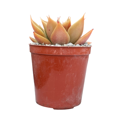 Echeveria 'Mexicano'