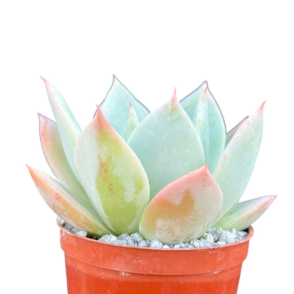 Echeveria 'Pastel Perfection'
