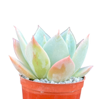 Echeveria 'Pastel Perfection'