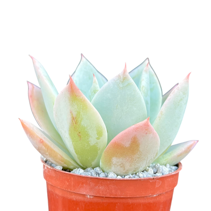 Echeveria 'Pastel Perfection'