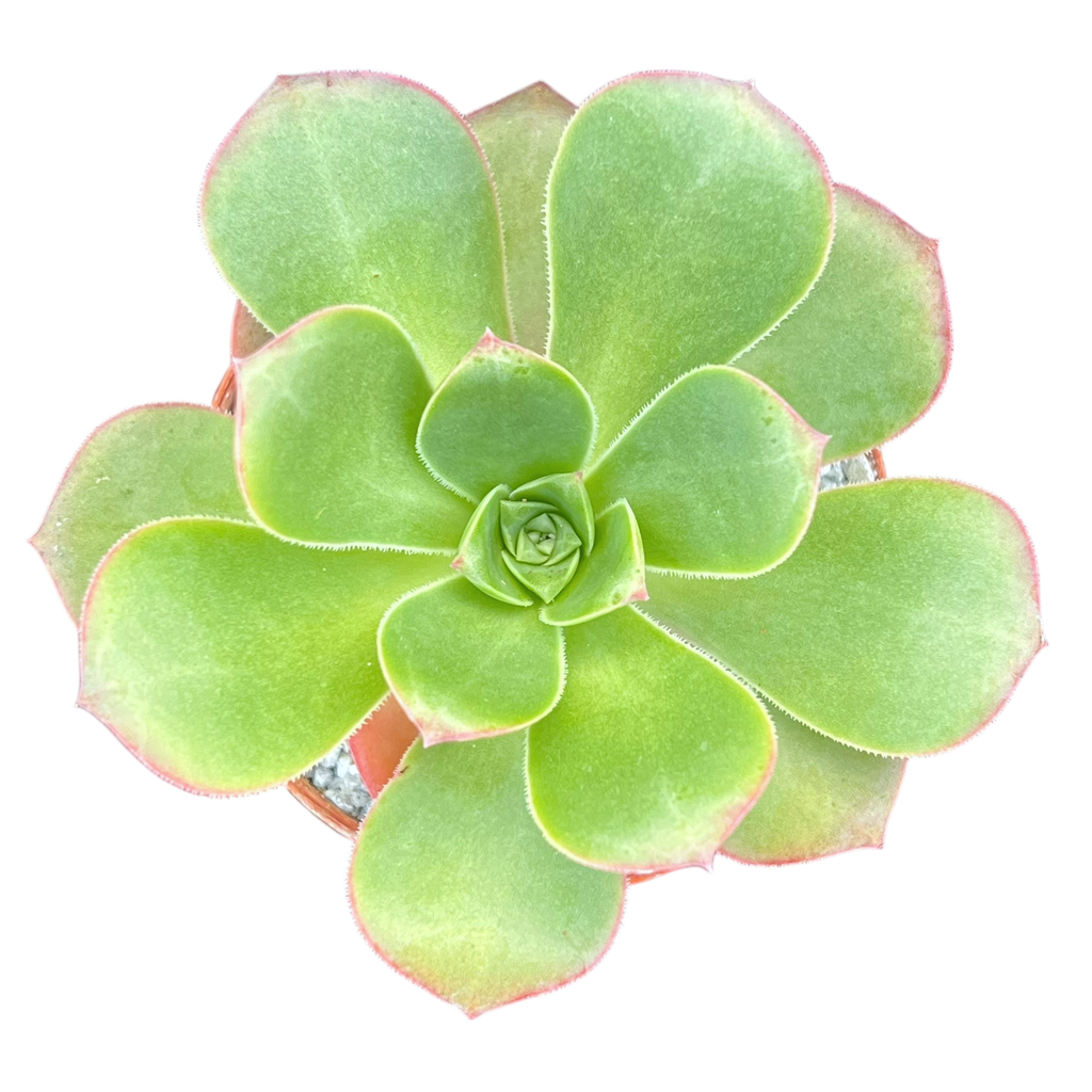 Aeonium gorgoneum