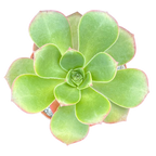 Aeonium gorgoneum