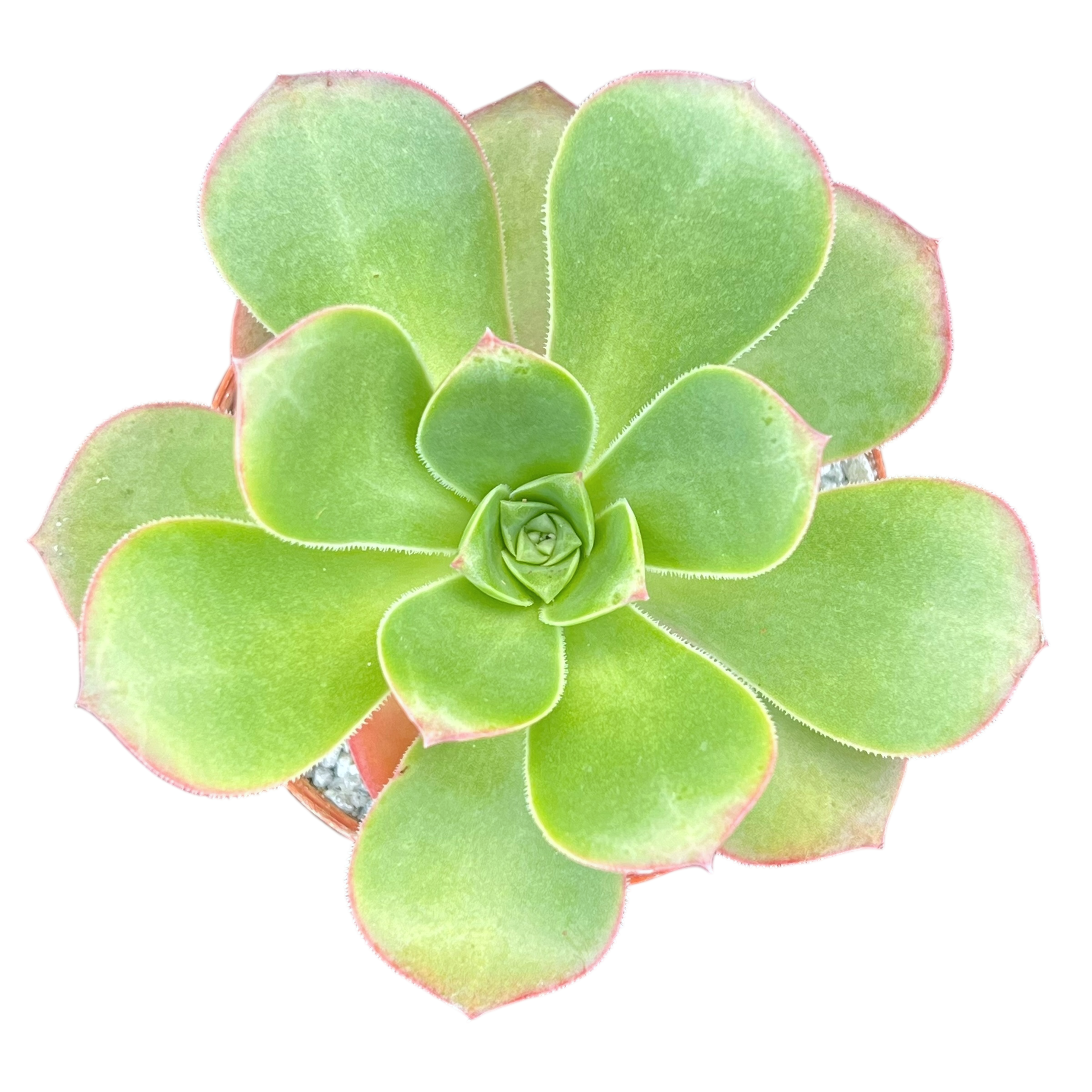 Aeonium gorgoneum